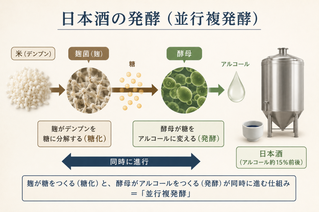 日本酒の発酵プロセスイメージ図