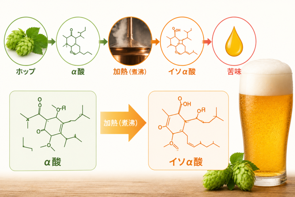 ホップの苦味の生成過程のイメージ図
